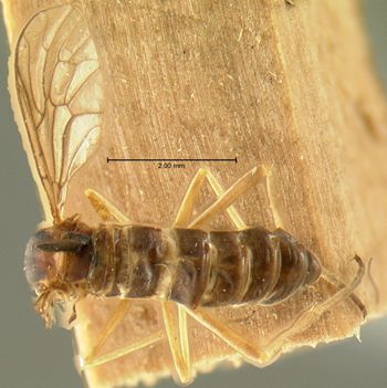 Media type: image;   Entomology 9072 Aspect: habitus dorsal view